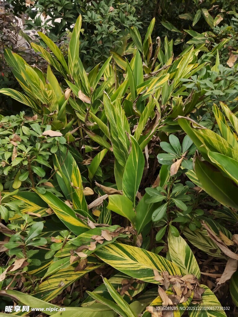 翠绿斑斓的热带植物景观