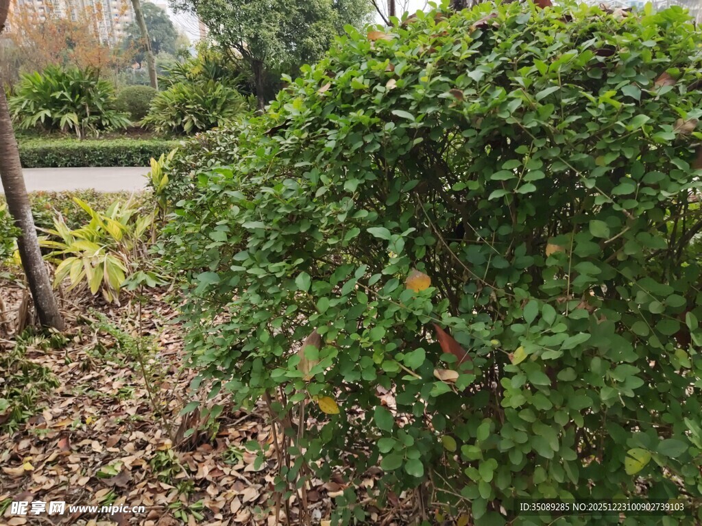 户外绿植景观一角