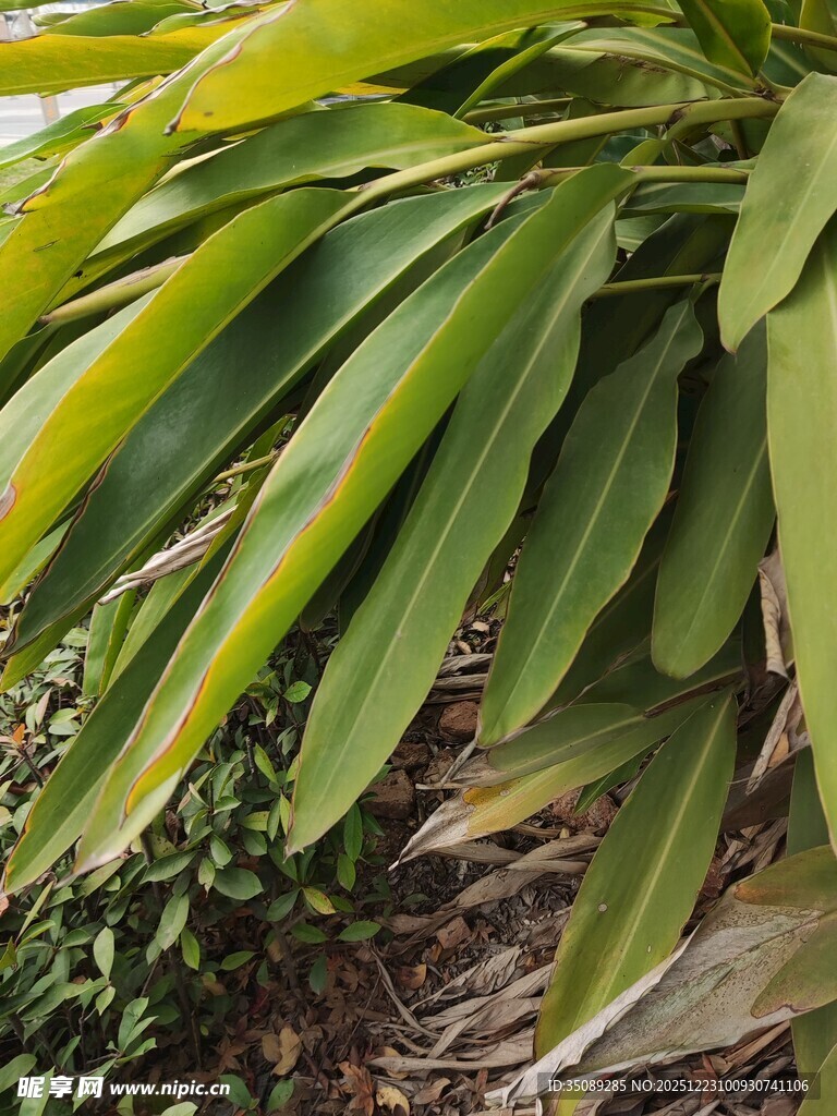 翠绿舒展的热带植物叶片