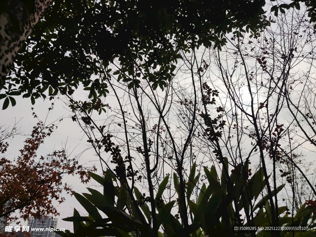 透过枝叶望天空