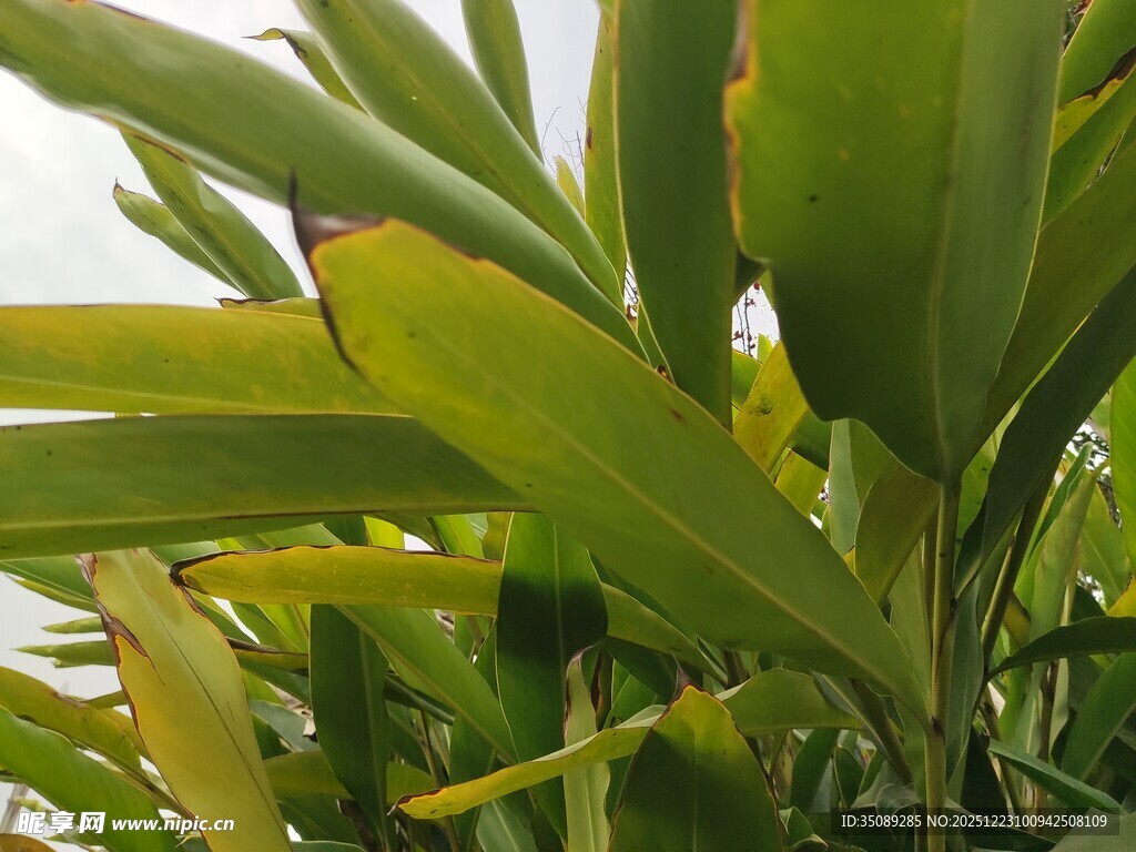 翠绿植物叶片特写
