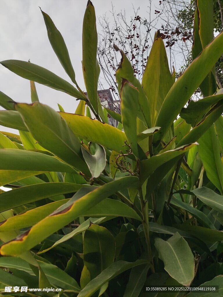 翠绿植物叶片特写