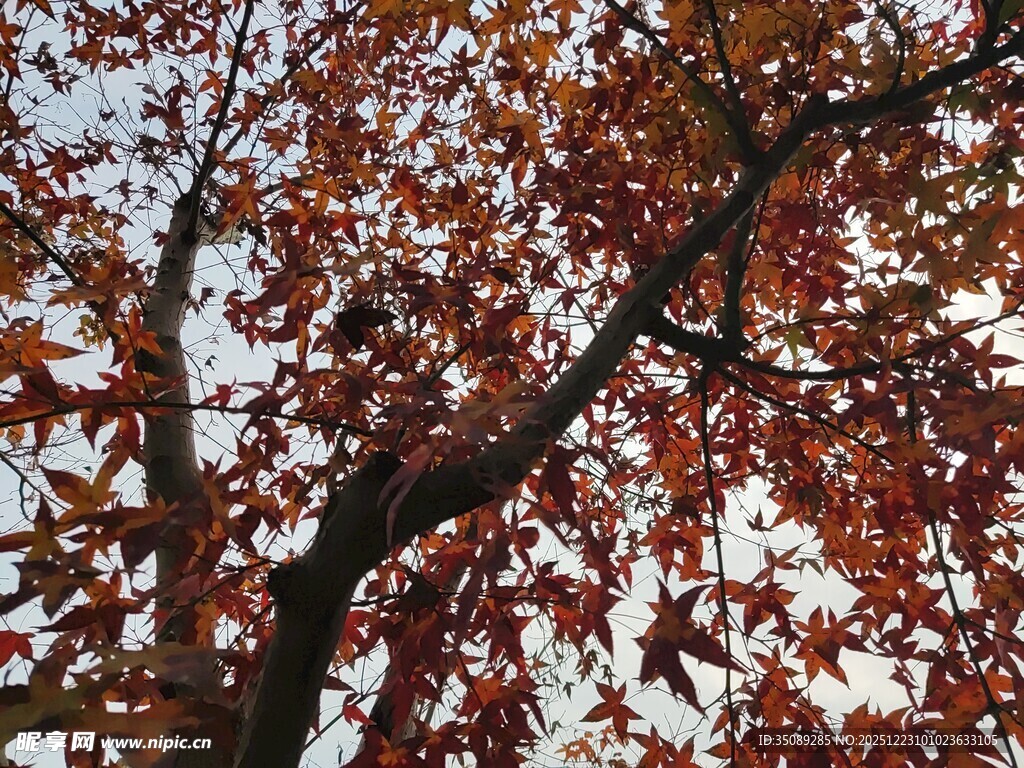 秋日红枫树枝特写