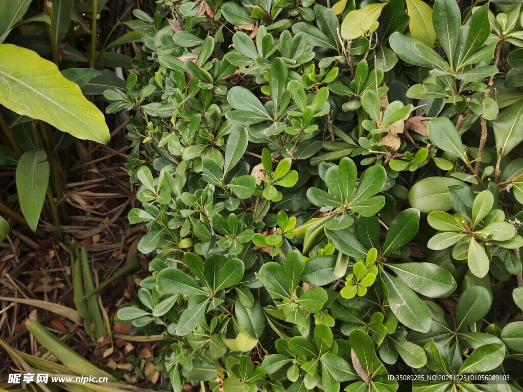 绿叶繁茂的绿色植物