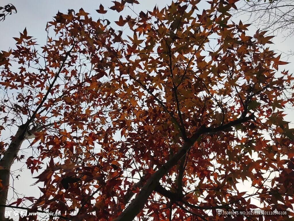 秋日红枫树枝特写