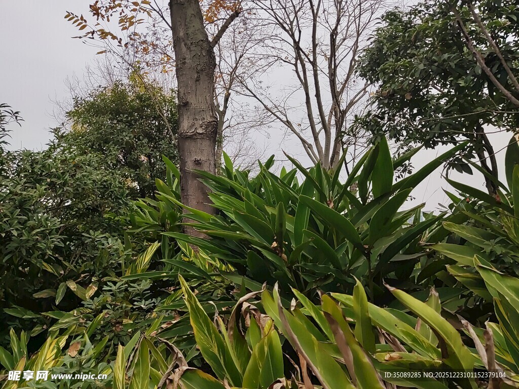 繁茂绿植环绕的树木