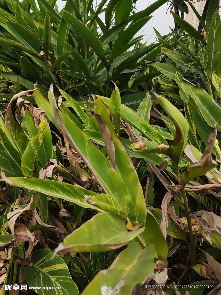 翠绿繁茂的热带植物