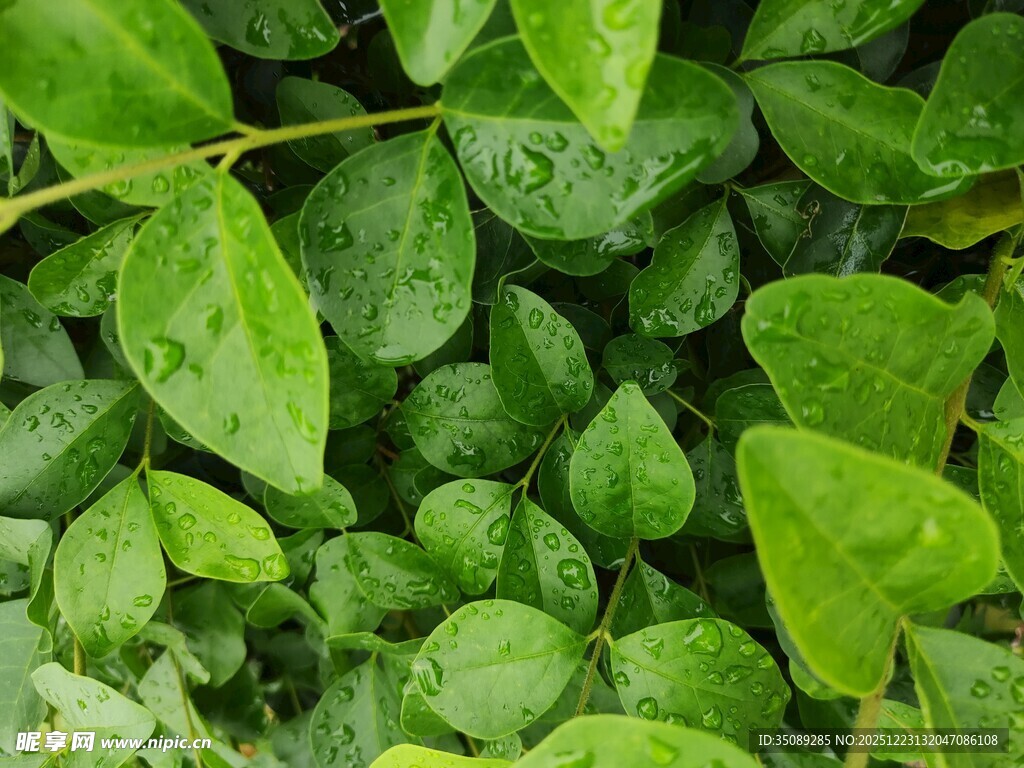 雨后翠绿叶片特写