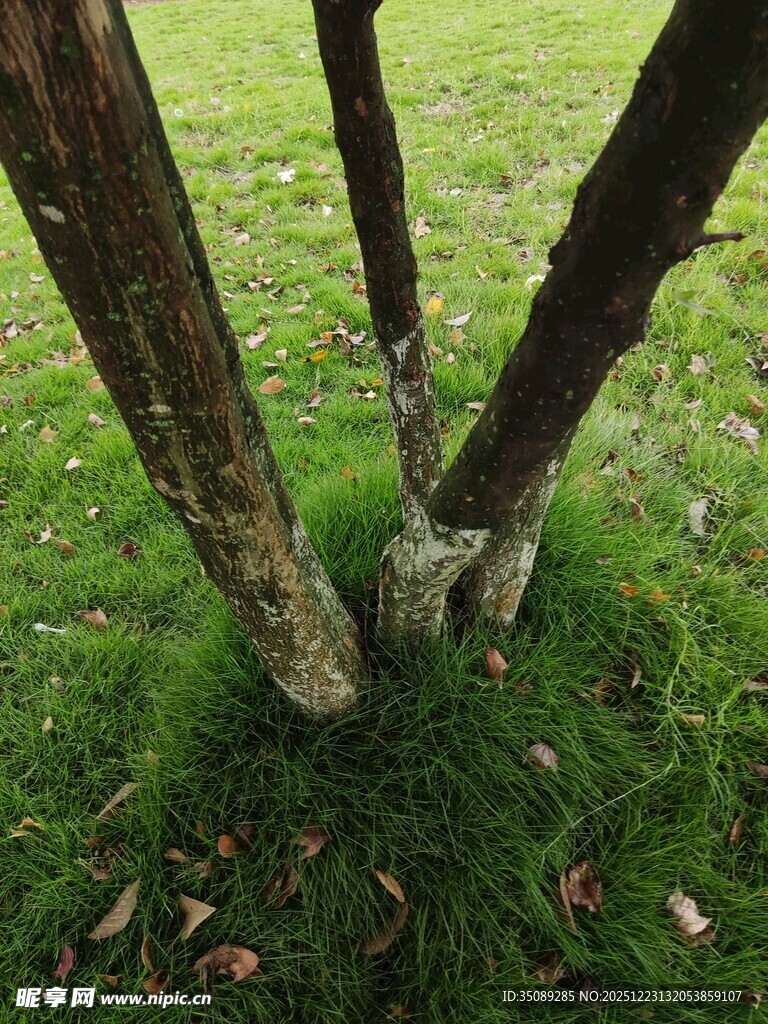 树干下的绿草与落叶