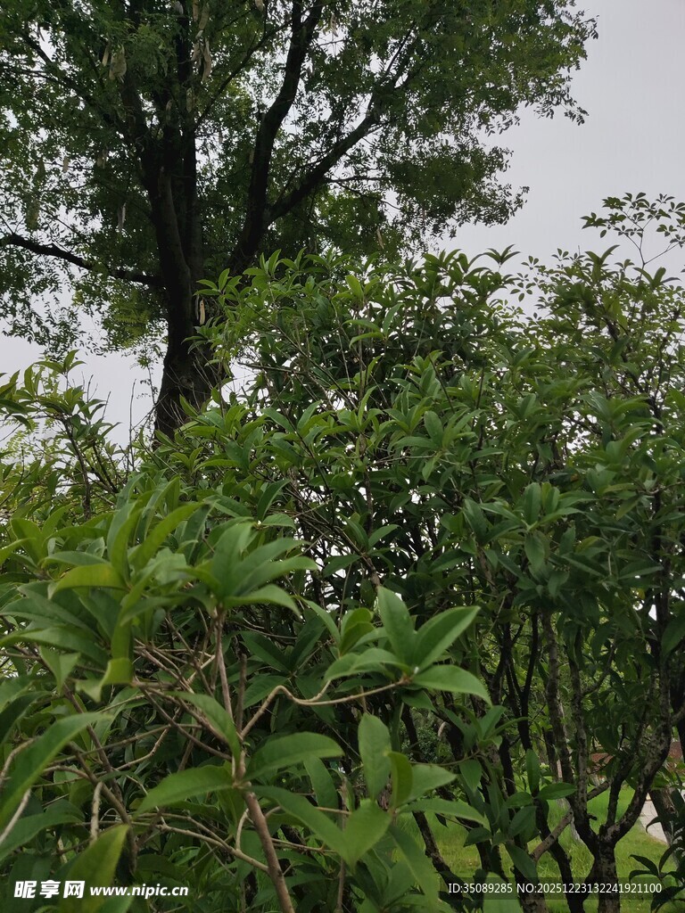 繁茂绿植中的高大树木