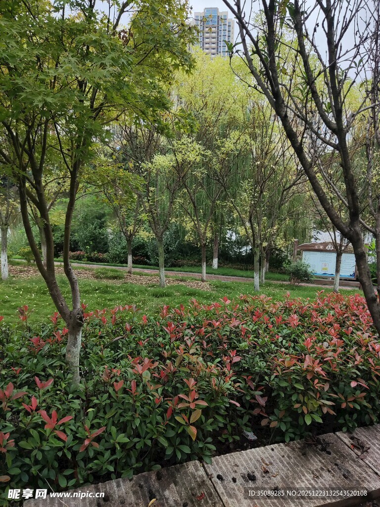 公园中繁花绿树的景致