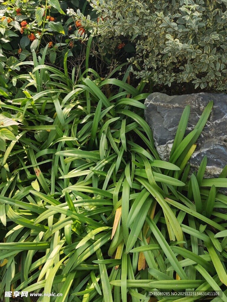 翠绿葱郁的长叶植物