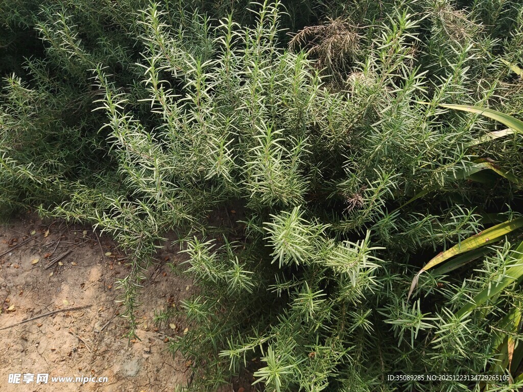 茂盛的绿色植物丛