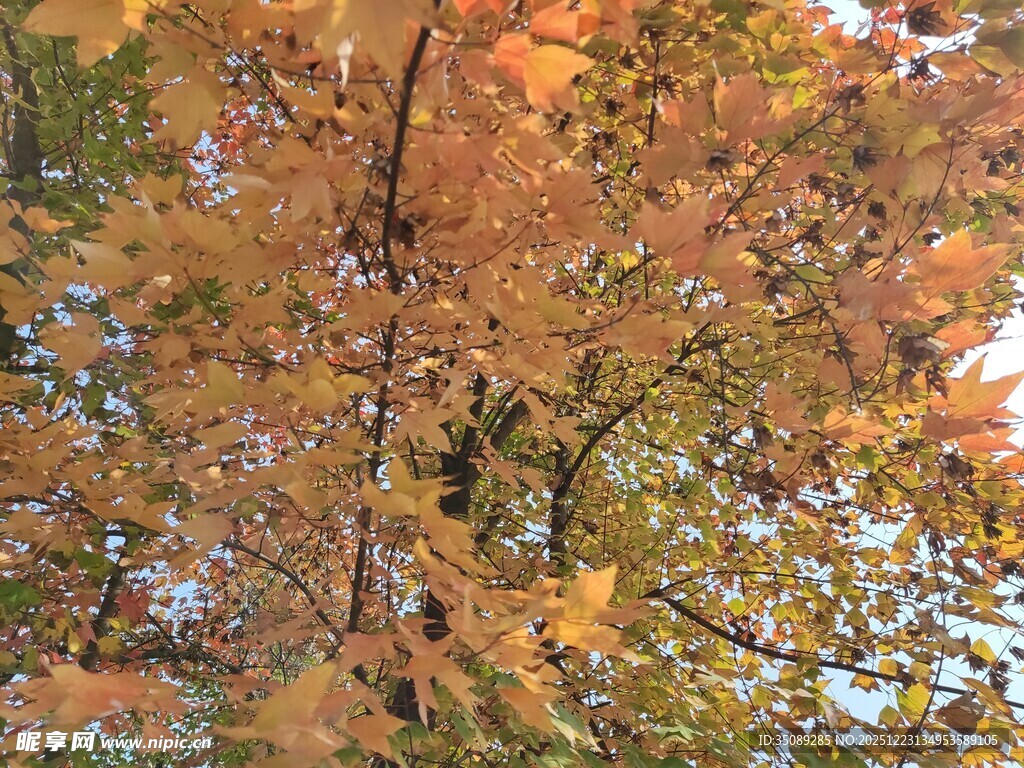 秋日斑斓树叶景观