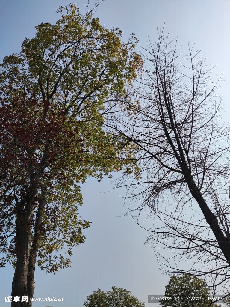 秋日枯树与绿叶景象