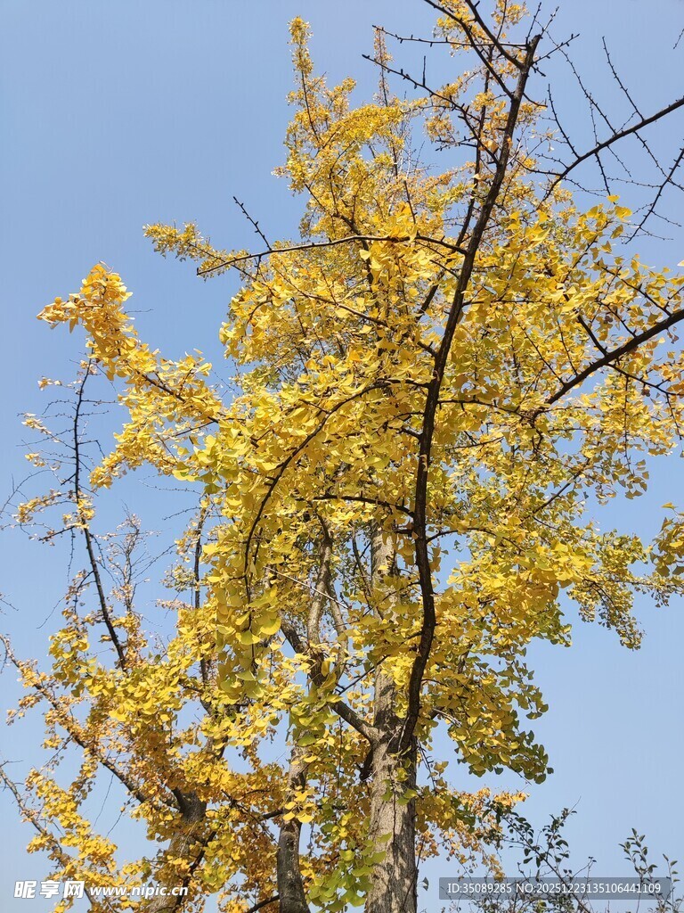 秋日银杏树枝叶金黄