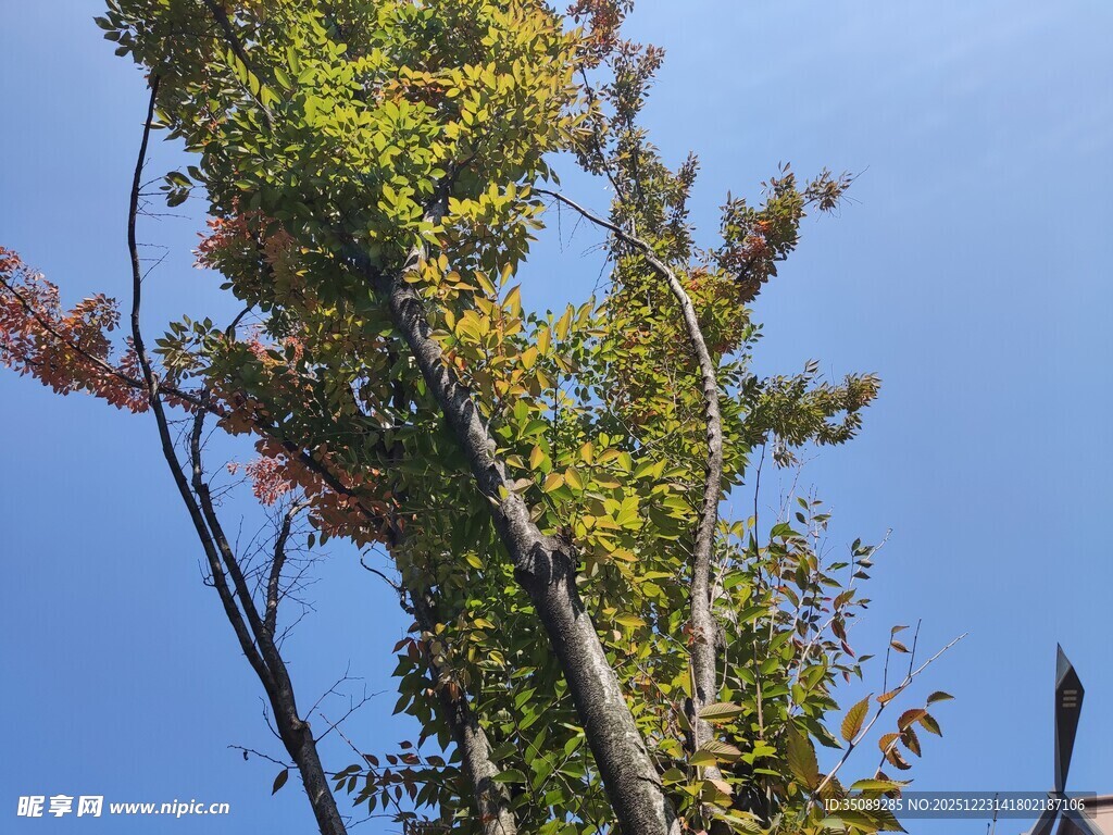 秋日树梢蓝天映衬美景
