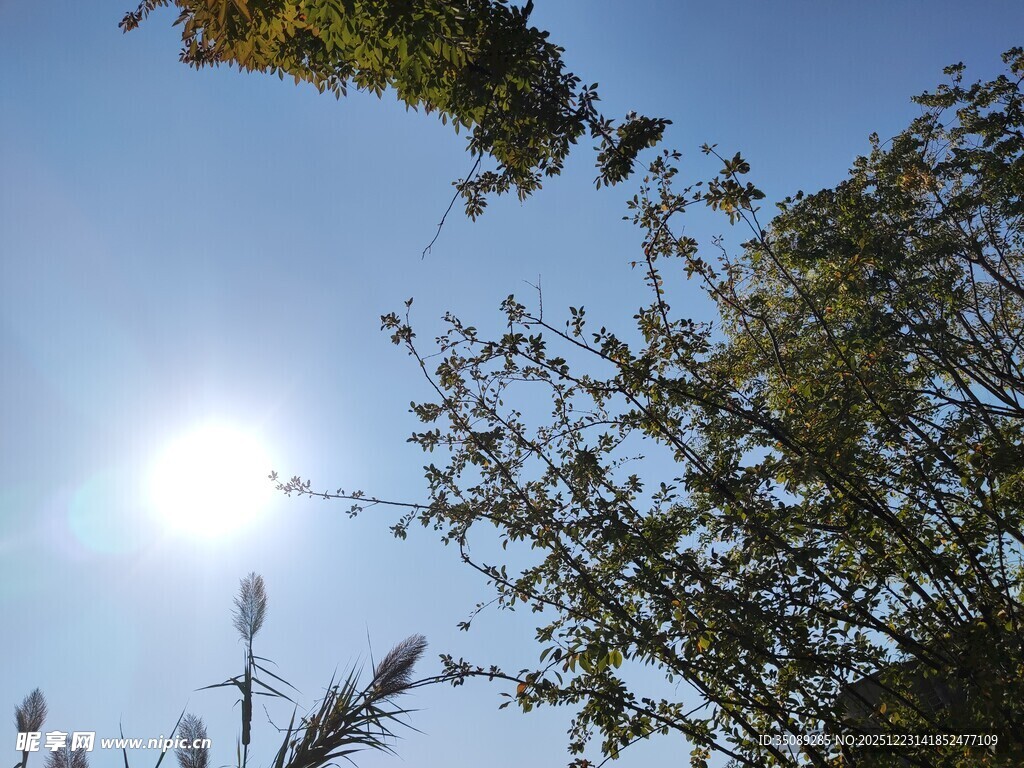 阳光下的枝叶与蓝天