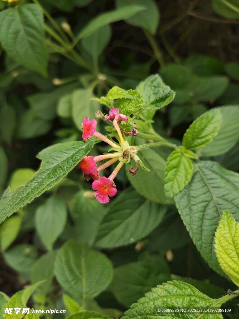 绿叶间的娇艳红色小花
