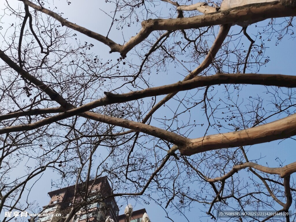 冬日光秃树枝与蓝天景象