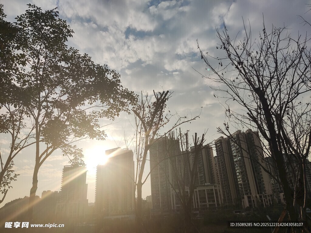 夕阳下枯树与建筑景观