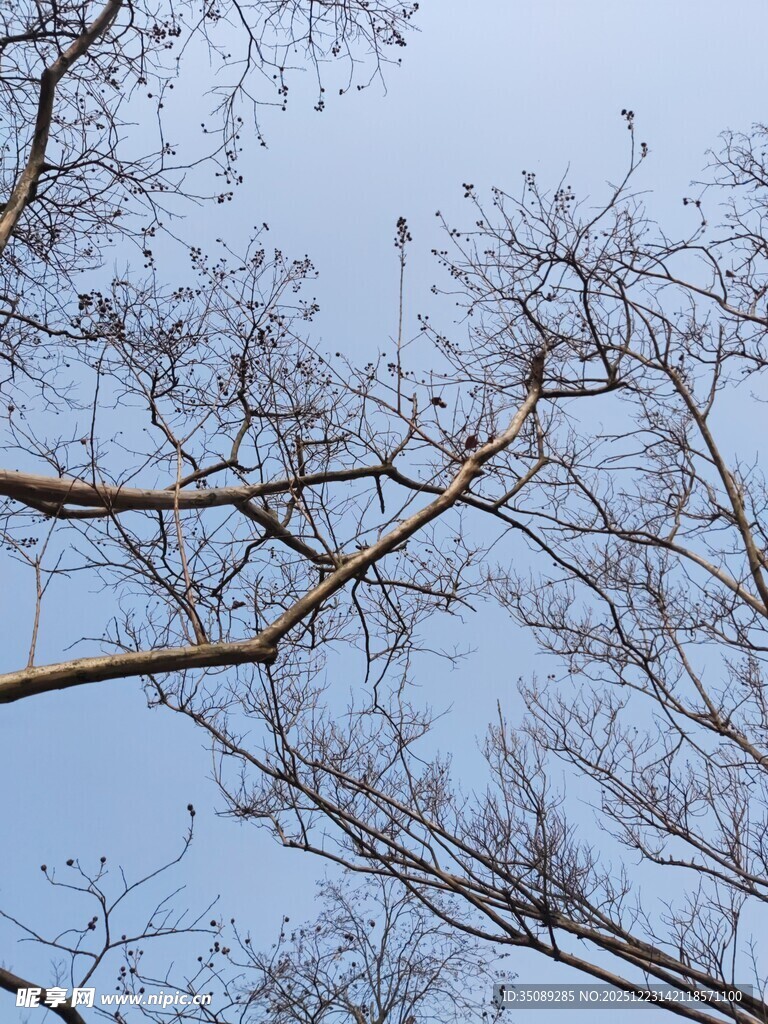 冬日树枝与蓝天景象