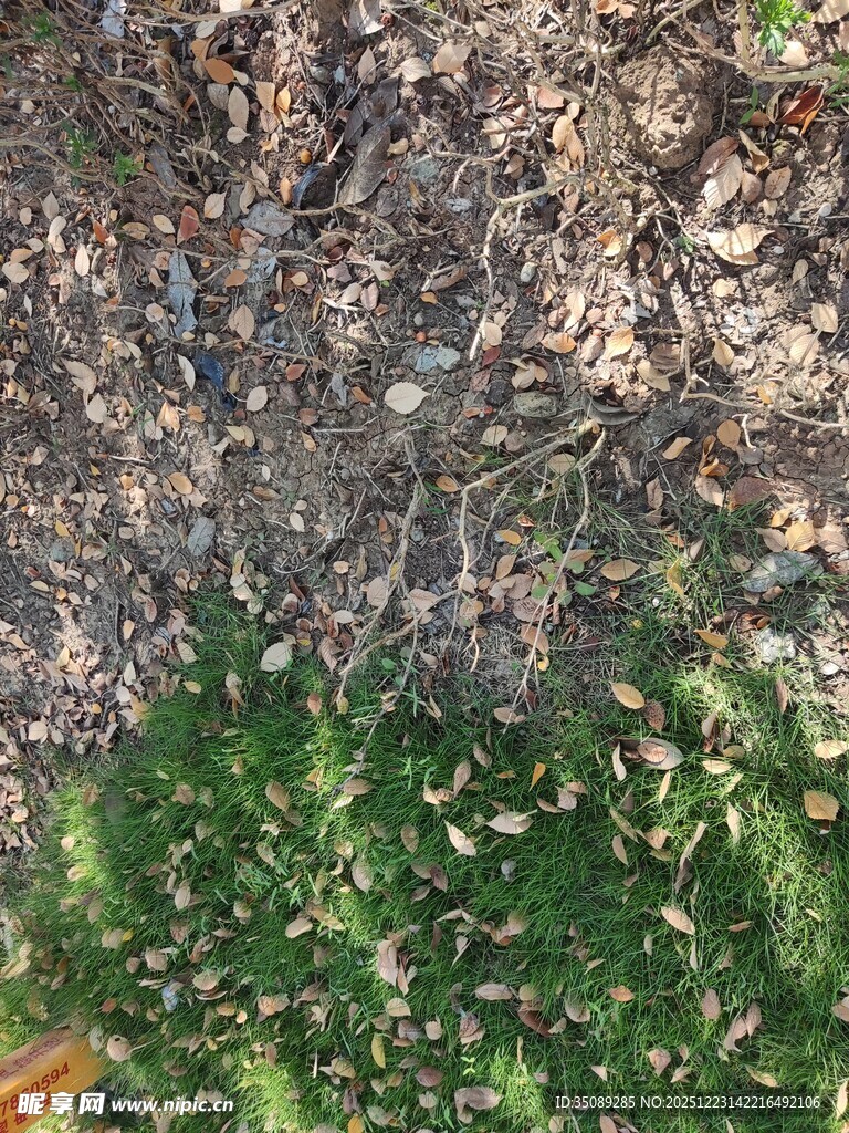 地面枯叶与绿草景象