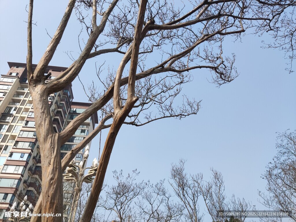 高楼旁光秃树木景象