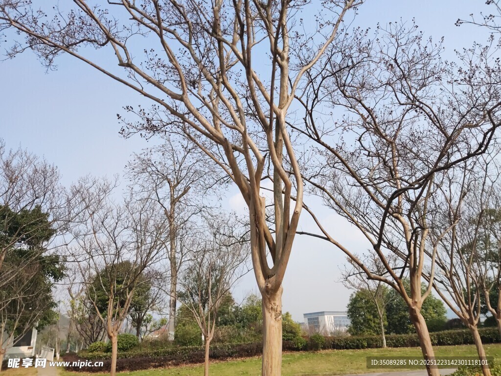 冬日公园光秃树木景观