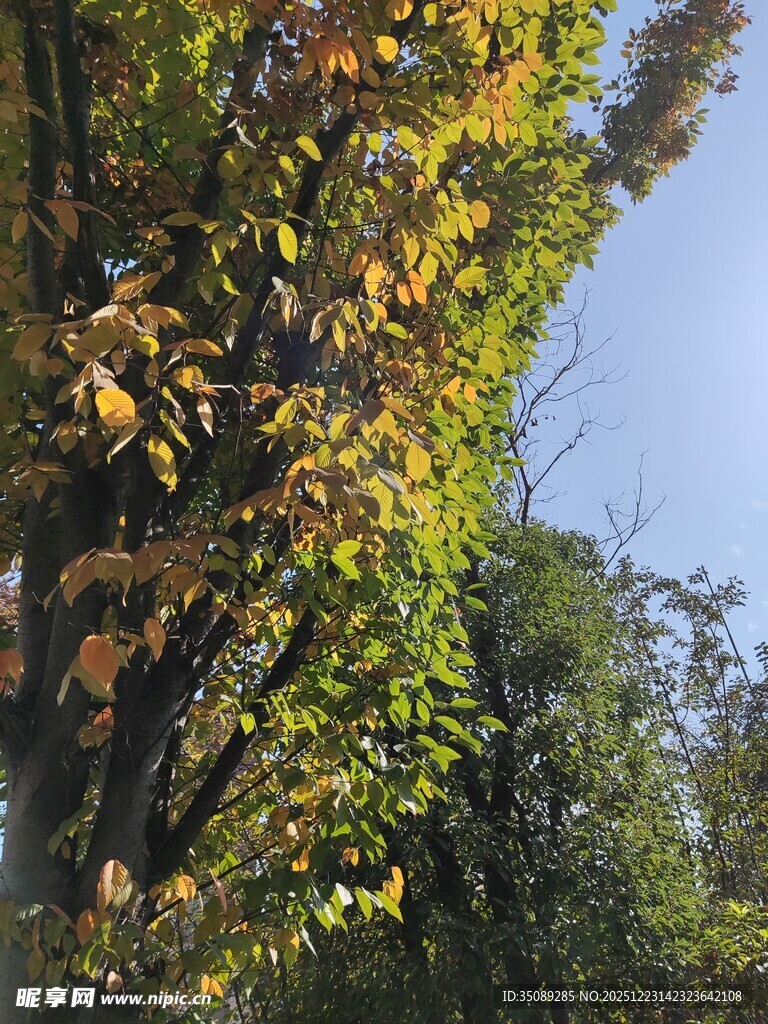 秋日林间斑斓树叶景观