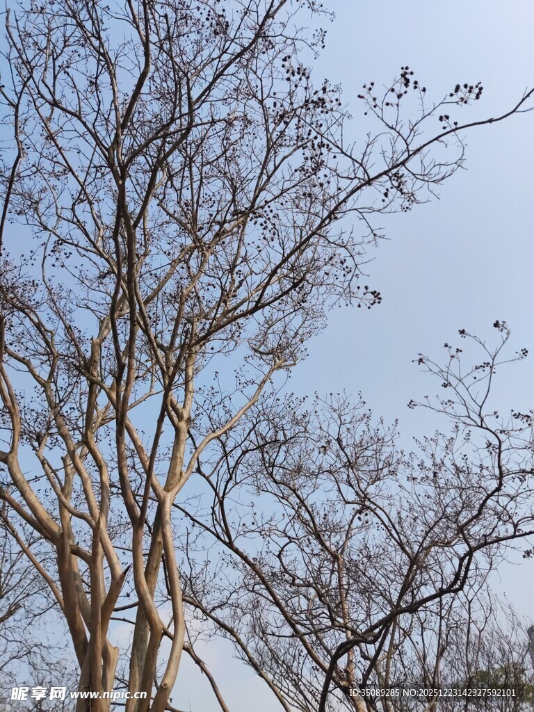 冬日光秃树木景观