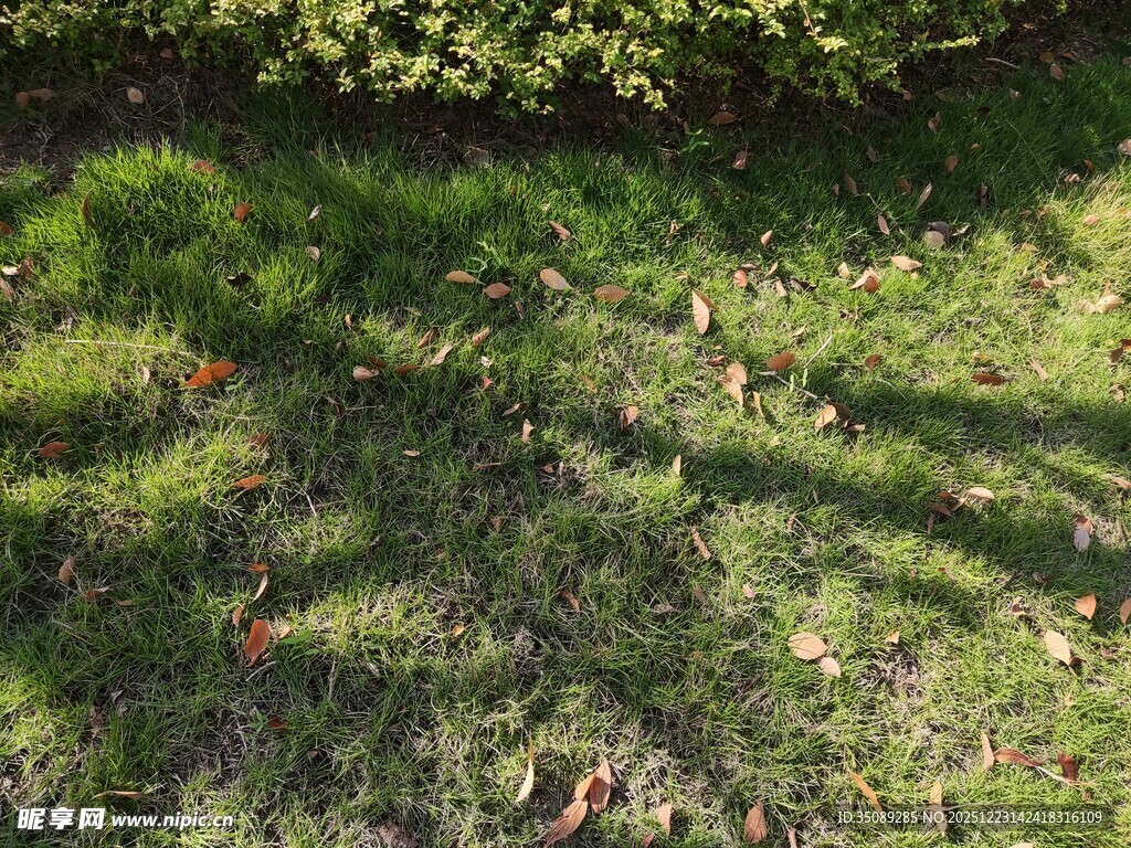 阳光下的草地与斑驳树影