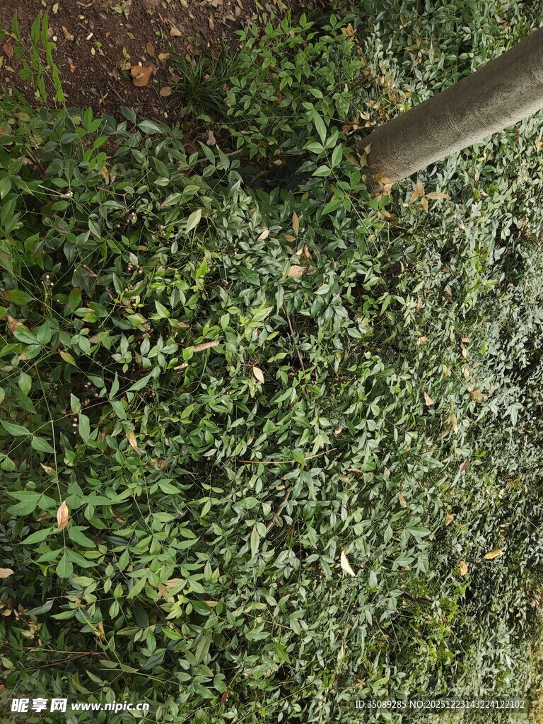 茂密绿植景象