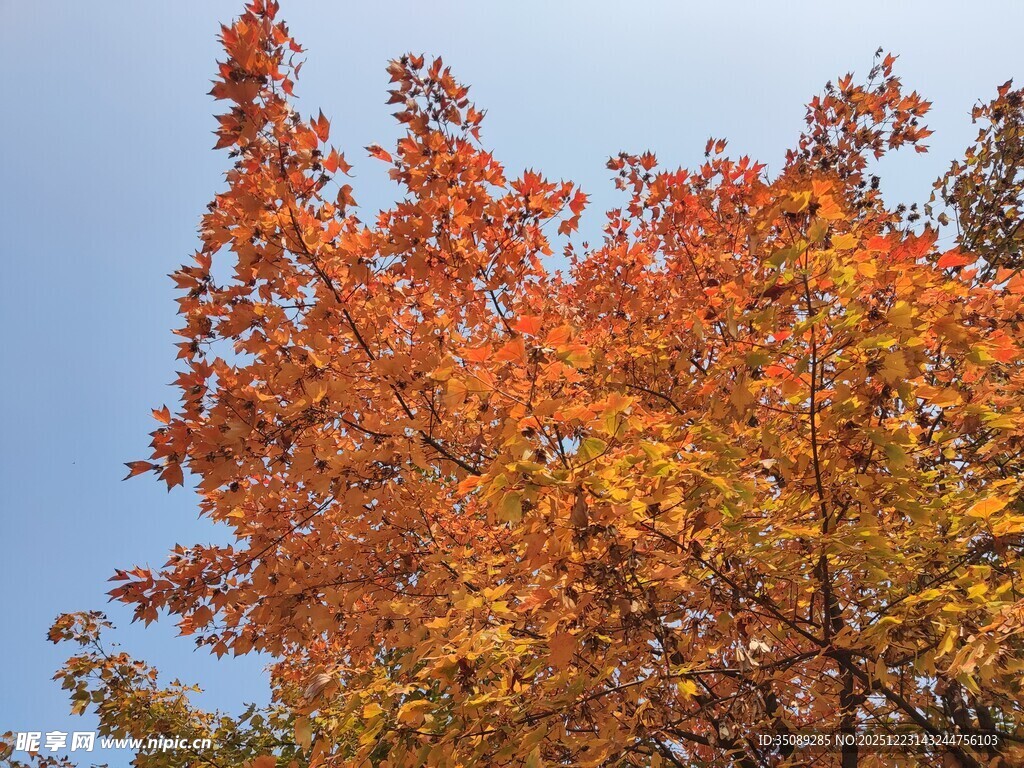 秋日绚烂红叶映蓝天