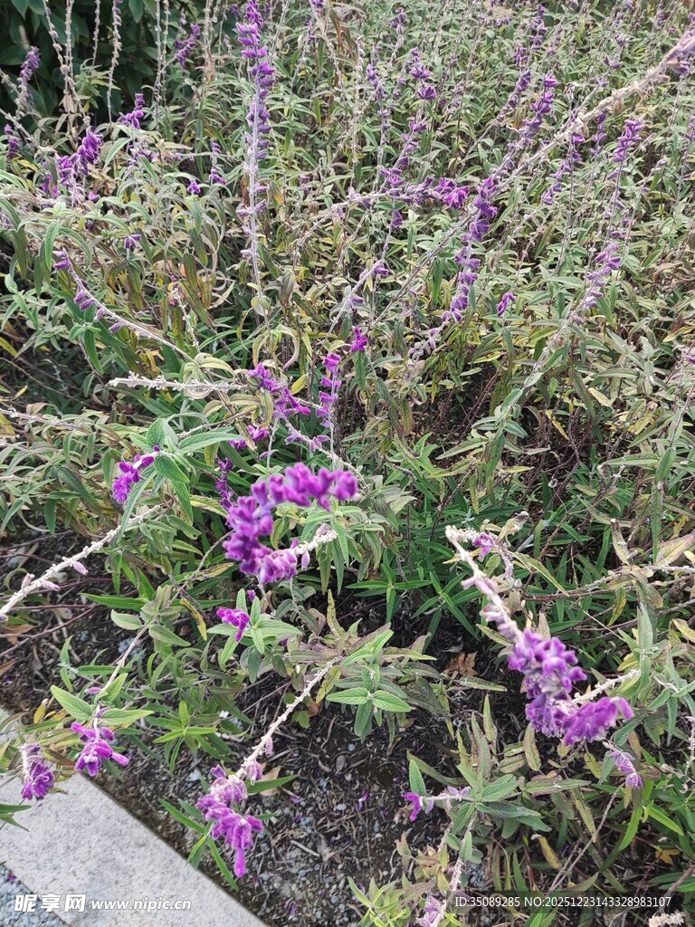 紫色野花绽放于草丛中