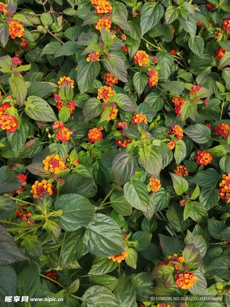 橙色小花与绿叶植物景观