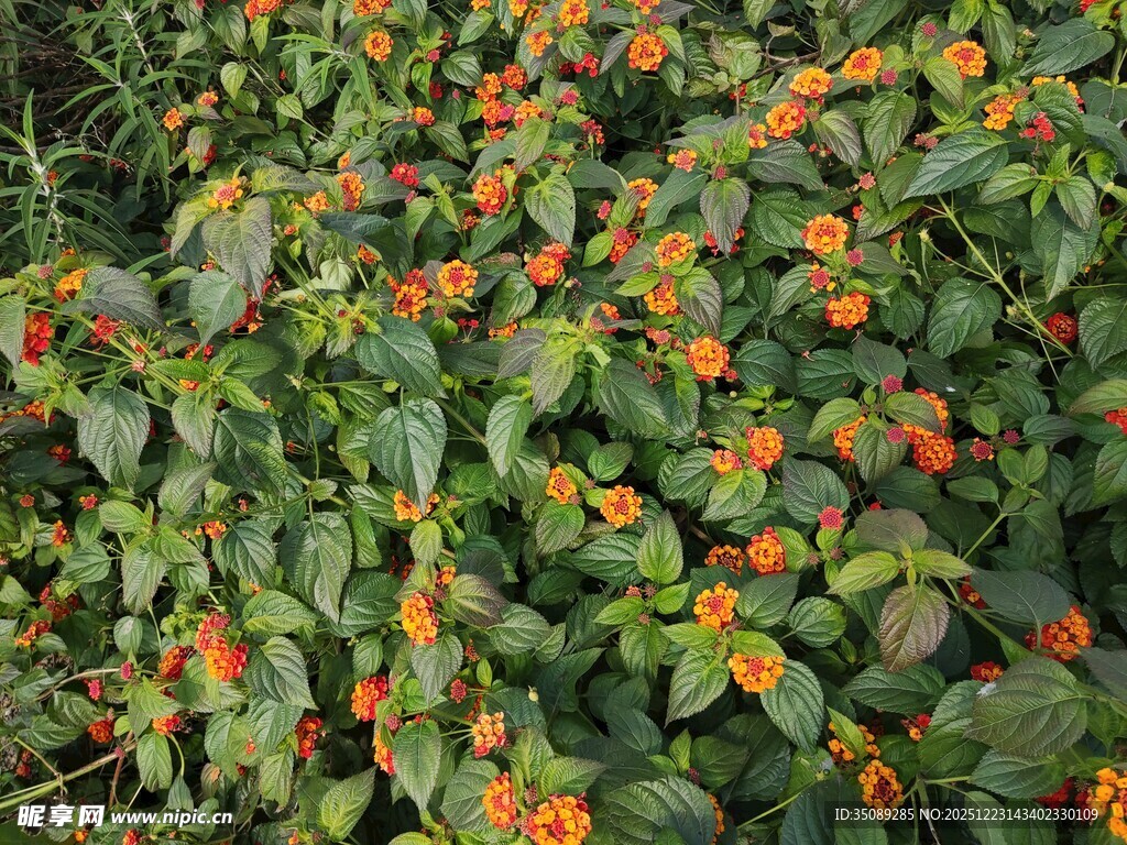 橙色小花与绿叶植物景观