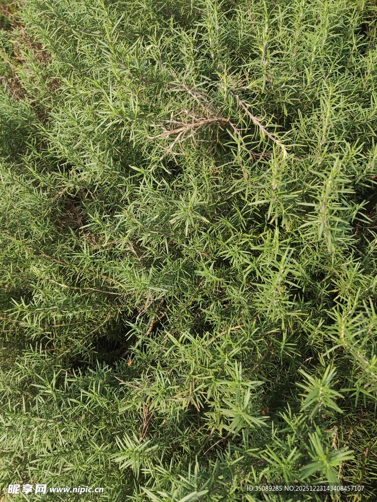 茂密绿色植物景观