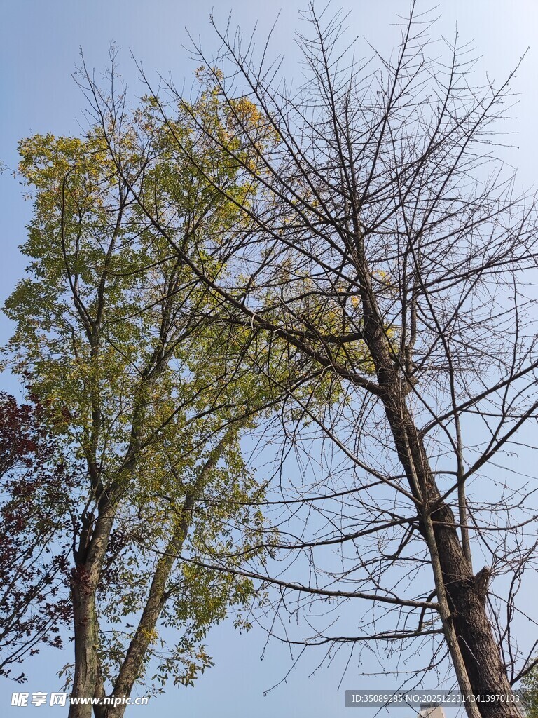 秋日枯树与绿叶景象