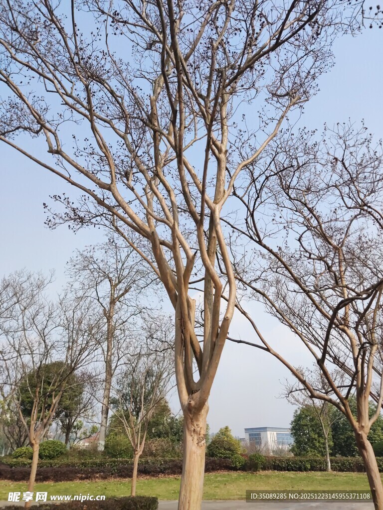 冬日公园的光秃树木