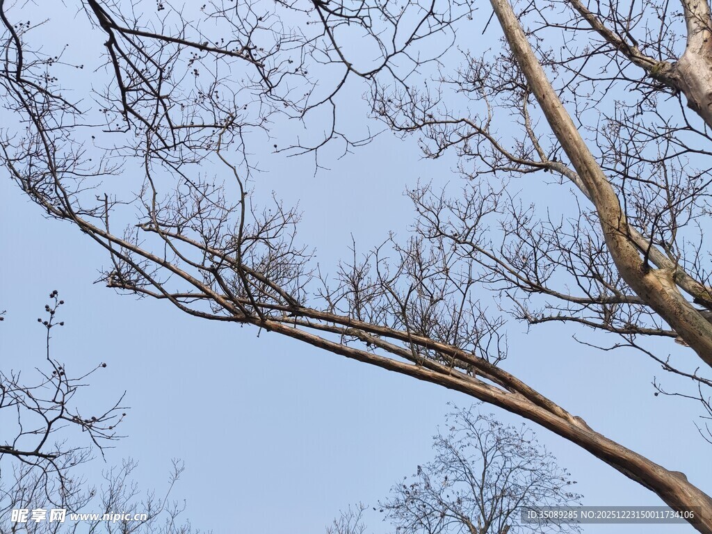 冬日光秃树枝与蓝天
