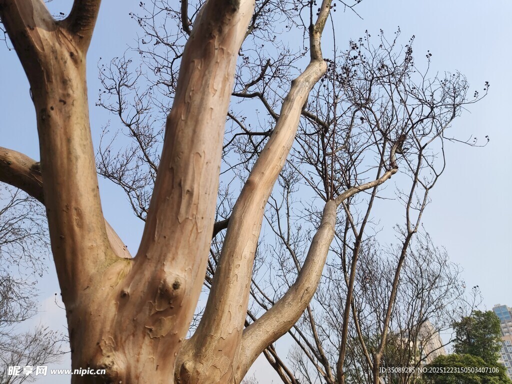 粗壮树干的树木景观