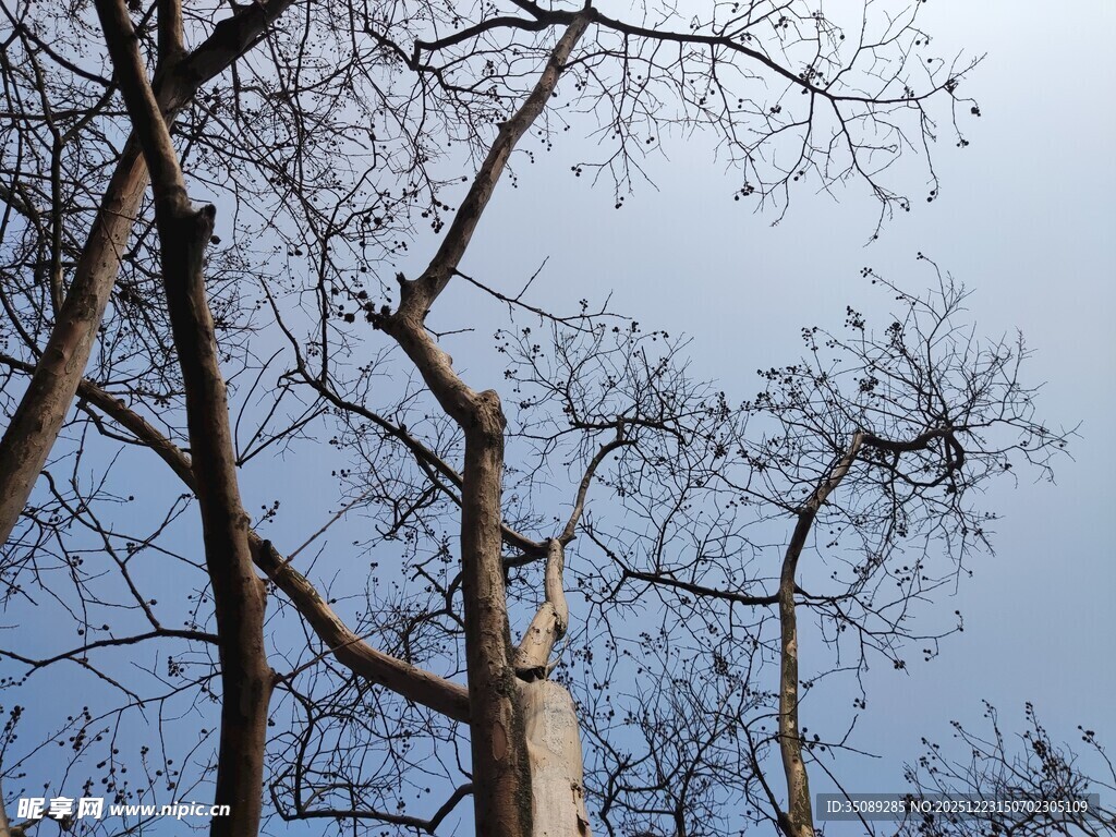 冬日枯树与蓝天景象