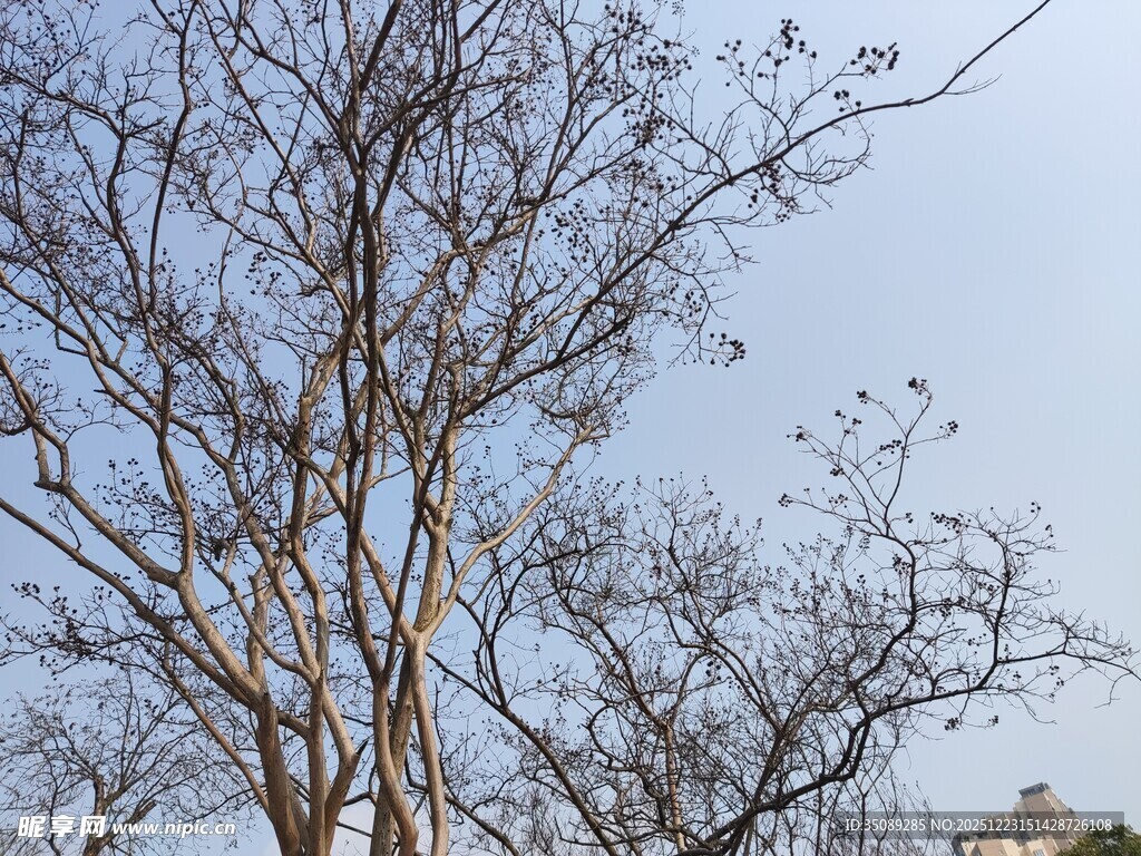 光秃树枝伸向蓝天