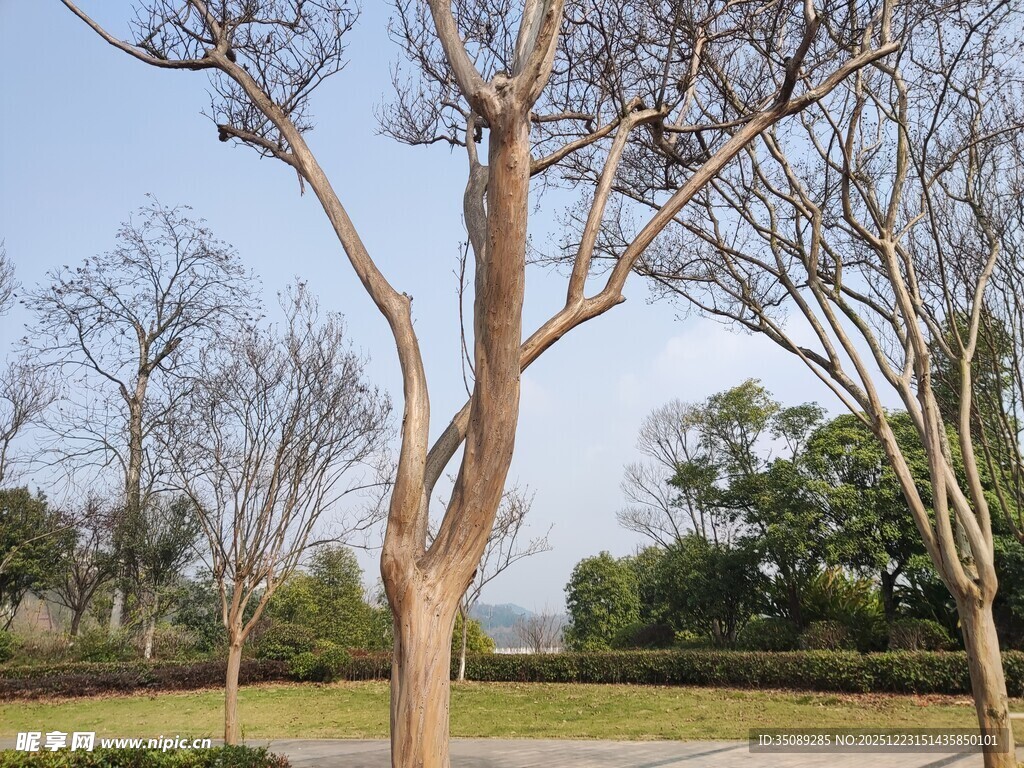 公园中光秃树木景观