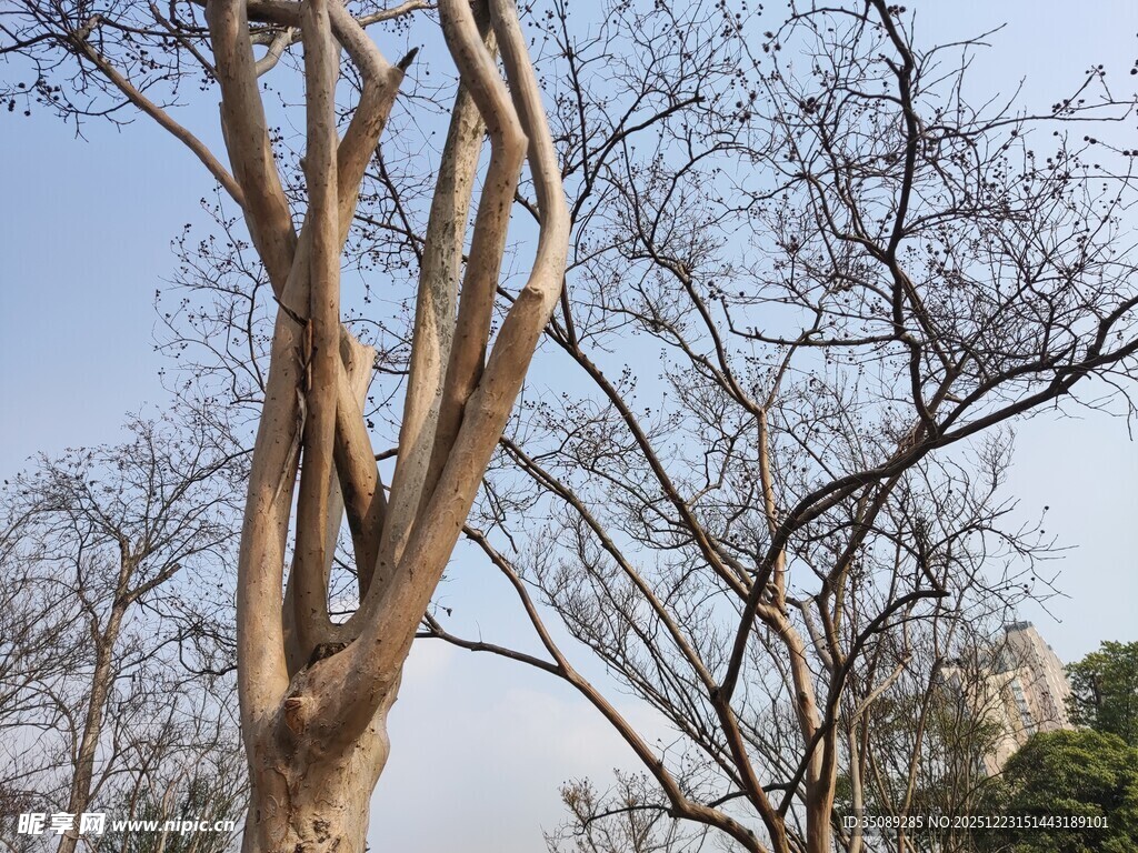 光秃树干与蓝天景象