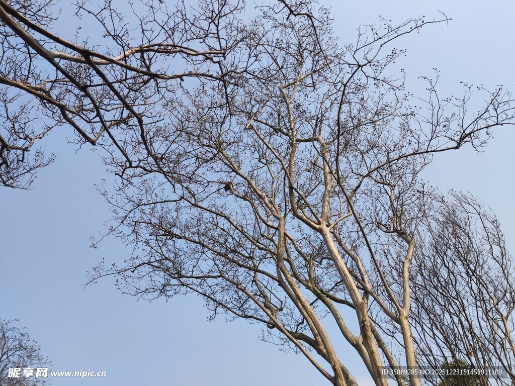 冬日光秃树枝映蓝天