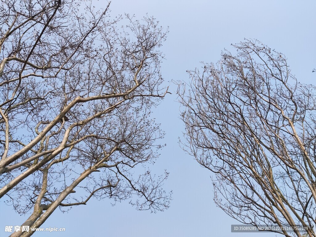 冬日枯树仰视图