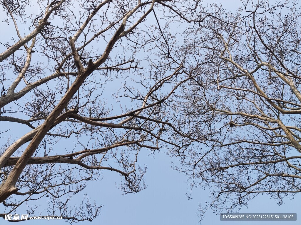 冬日树枝与蓝天景象