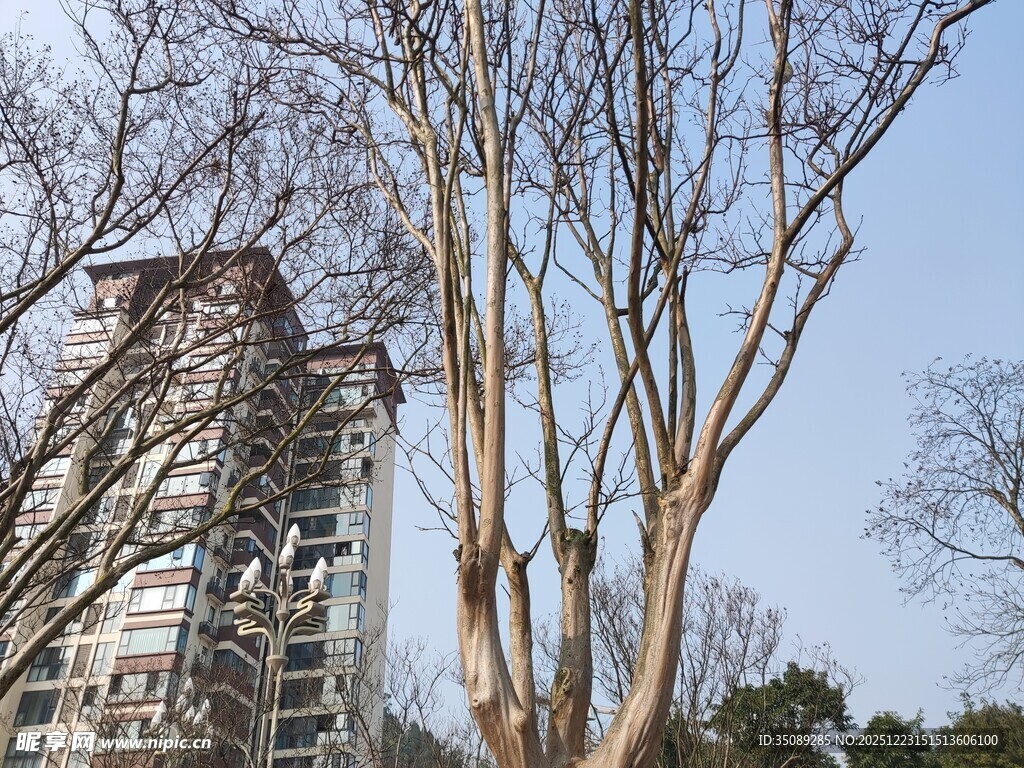 高楼旁光秃树木景观